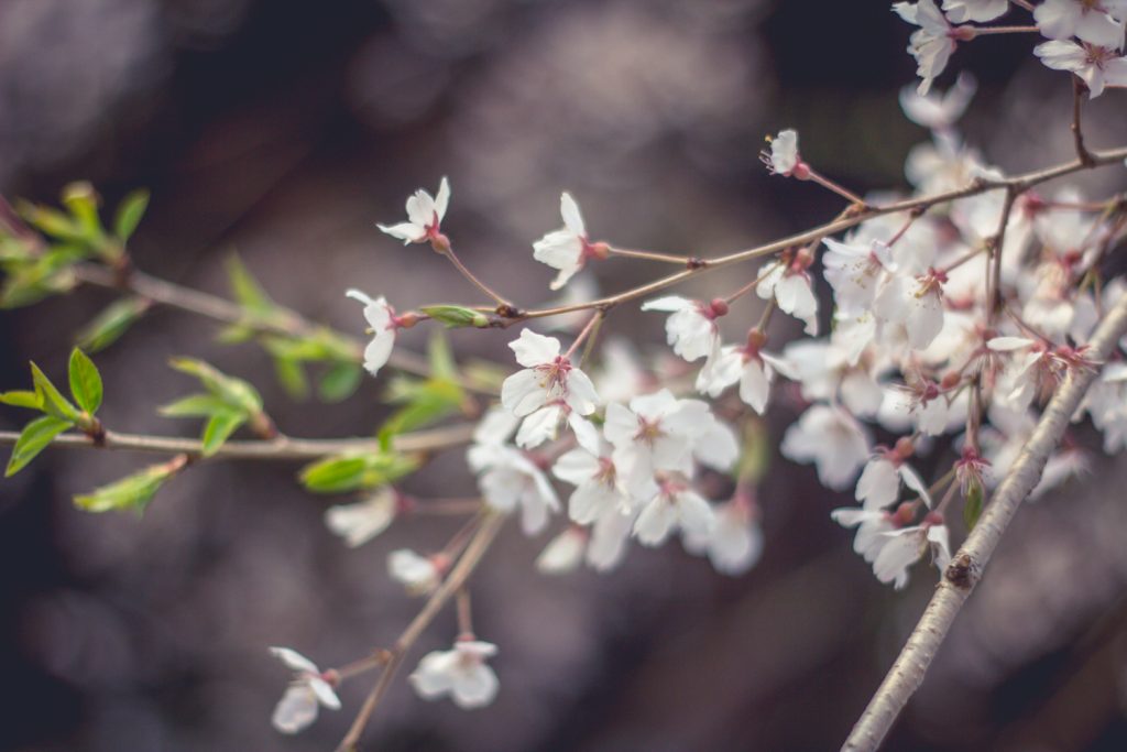 Floraison des cerisiers 2024 au Japon